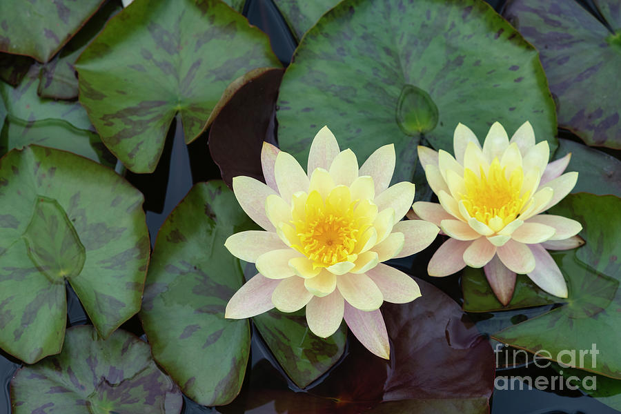 Waterlily Inner Light Photograph by Tim Gainey