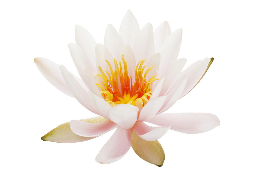 Waterlily isolated on white Photograph by Eyewave