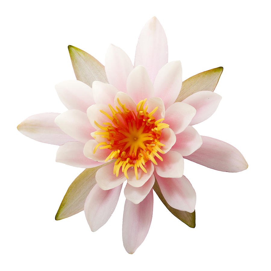 Waterlily isolated on white, top view Photograph by Eyewave