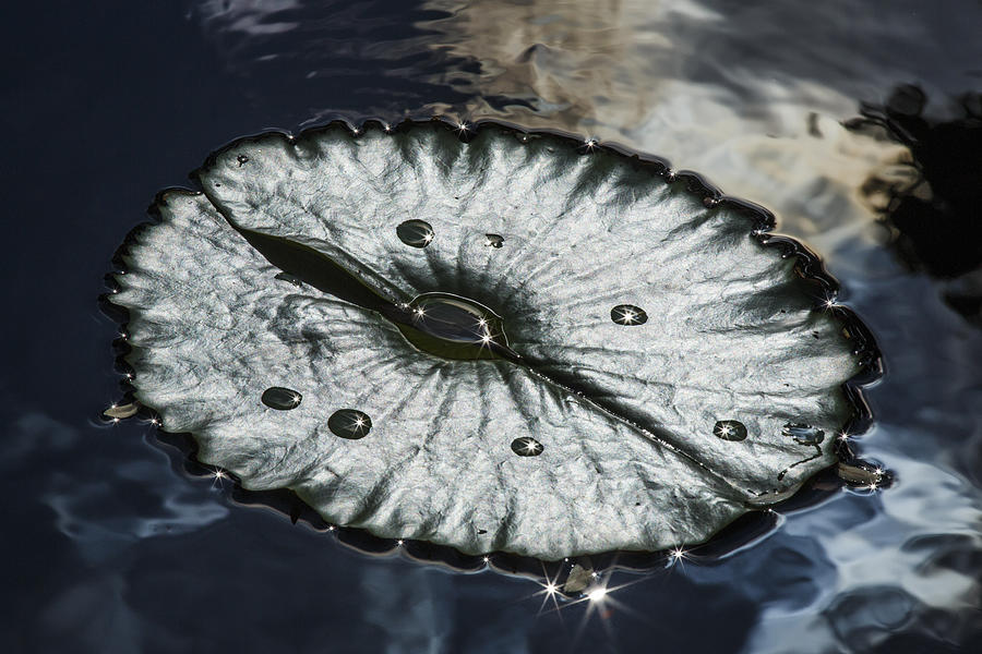 Waterlily Leaf Photograph by Laszlo Podor