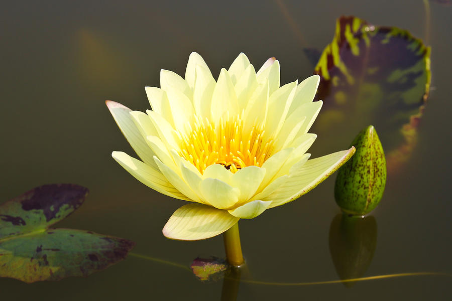 Waterlily or Lotus Flower in pond. Photograph by Doraclub