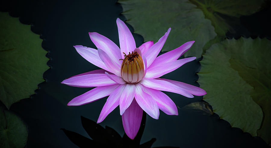 Waterlily - Pink Petals Photograph by Julie Palencia