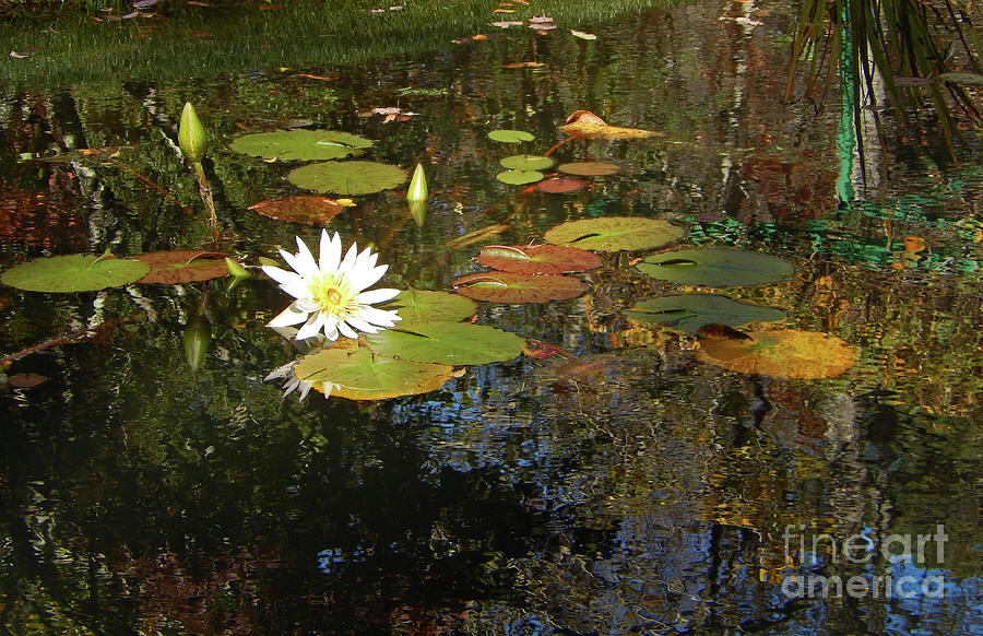 Waterlily Pond Photograph by Sharon Williams Eng