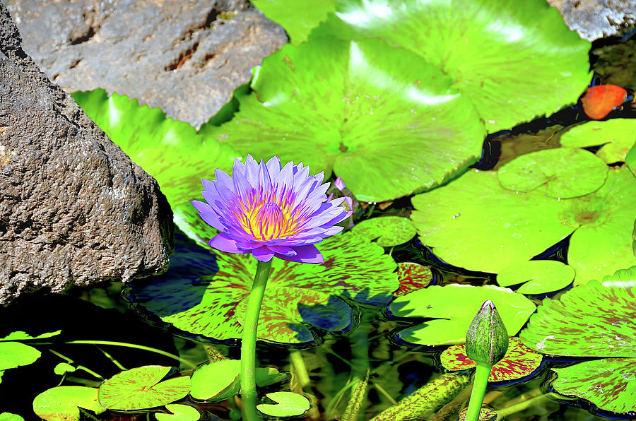 Waterlily - Rising Above Photograph by David Lawson