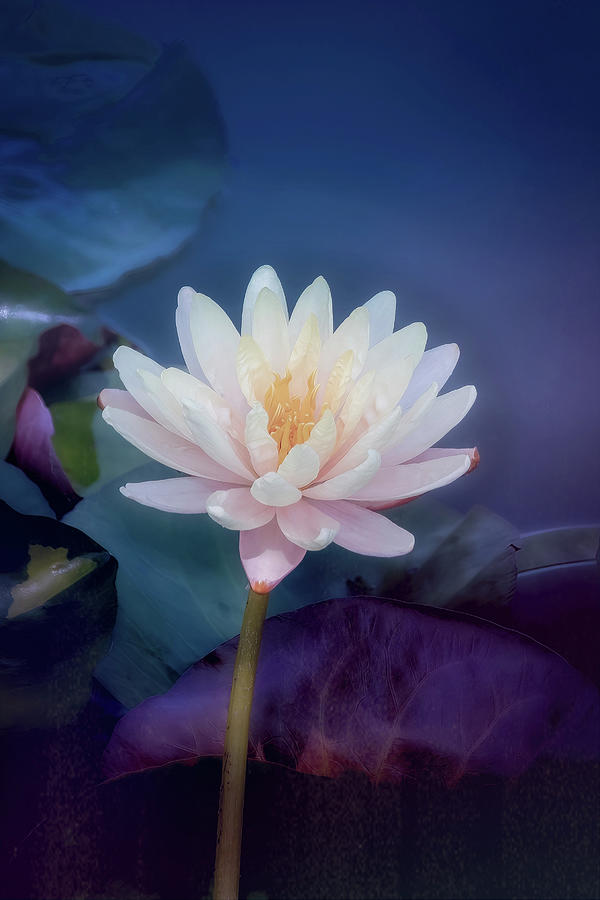 Waterlily Solo in Pink Photograph by Julie Palencia