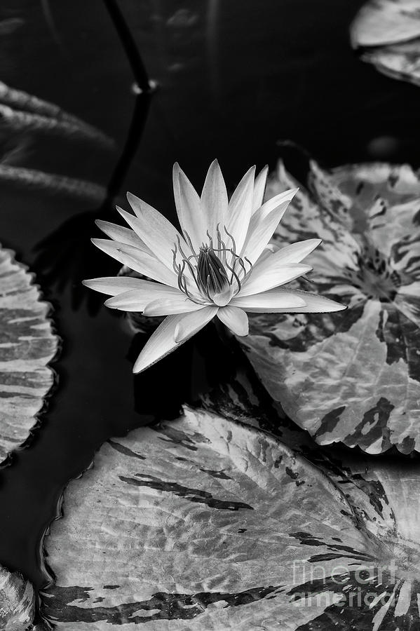 Waterlily Tanglewood Blue Monochrome Photograph by Tim Gainey