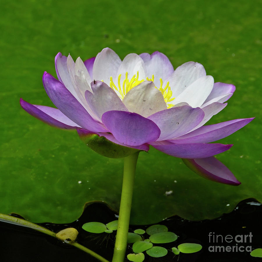 Waterlily Photograph by Tony Mills