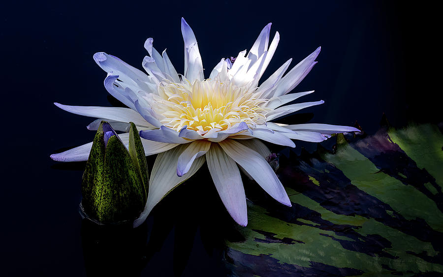 Waterlily Tropical Bloom Photograph by Julie Palencia