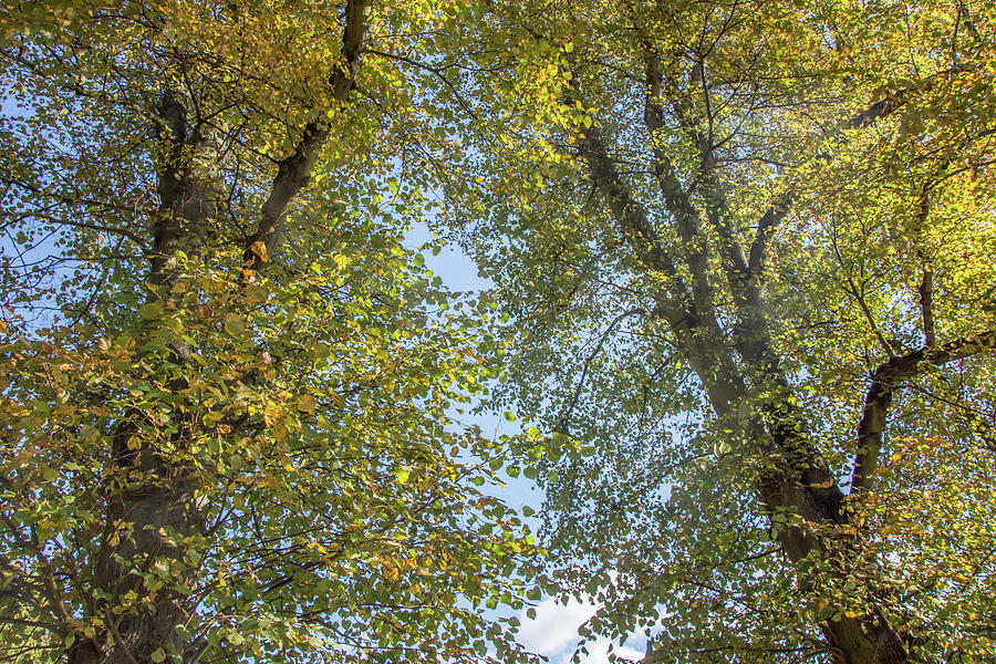 Waterlow Park Trees Fall 1 Photograph by Edmund Peston