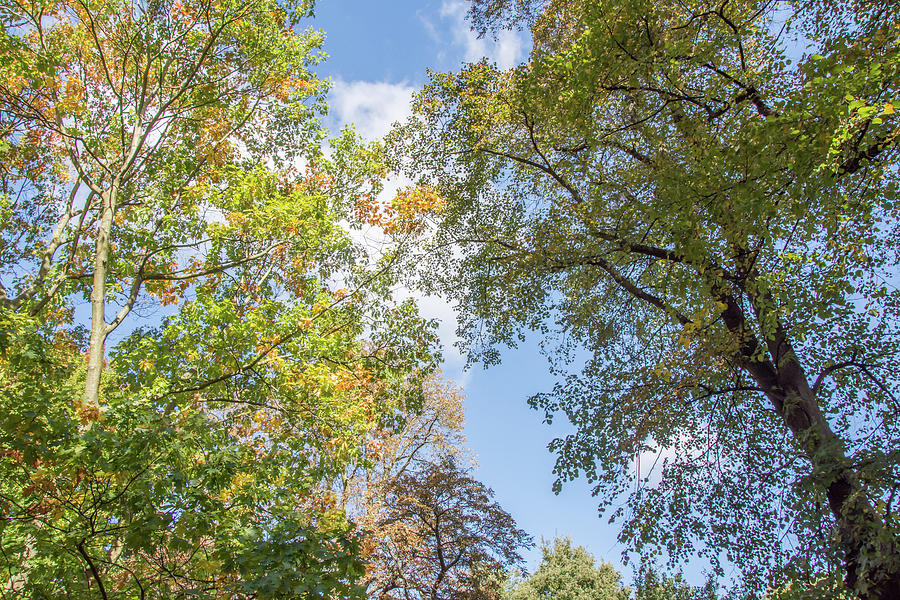 Waterlow Park Trees Fall 2 Photograph by Edmund Peston