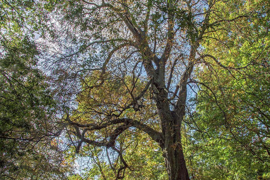 Waterlow Park Trees Fall 4 Photograph by Edmund Peston
