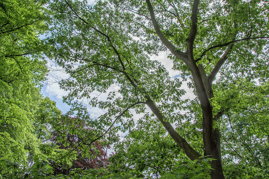 Waterlow Park Trees Summer Photograph by Edmund Peston