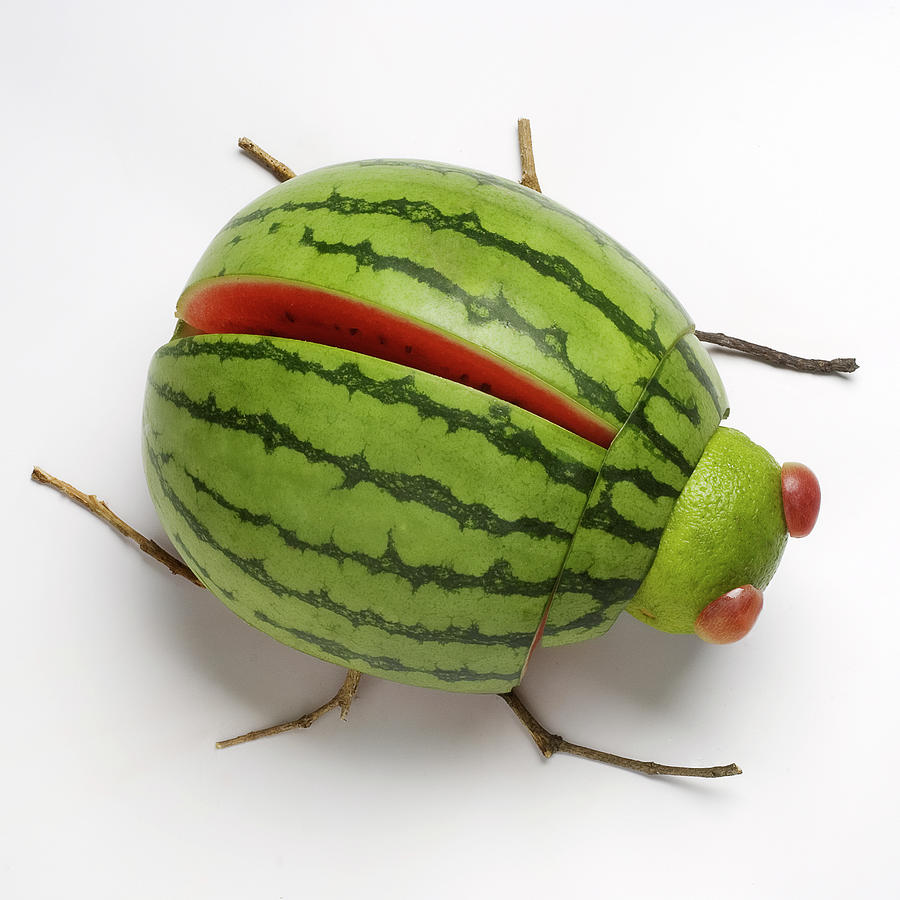 Watermelon Beetle Photograph by Cacio Murilo De Vasconcelos