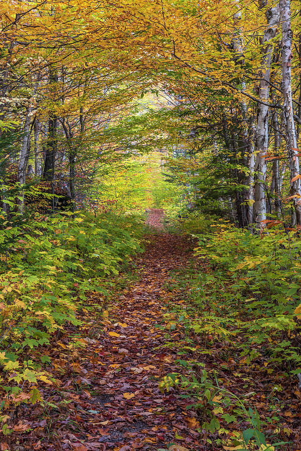 Waterville Valley Autumn Path Photograph by White Mountain Images