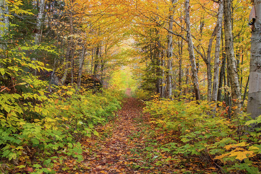 Waterville Valley Foliage Path Photograph by White Mountain Images