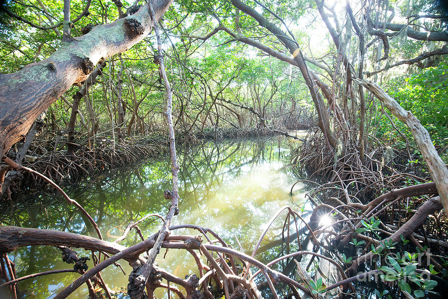 Waterway Inside Mangrove Swamp Photograph by Felix Lai