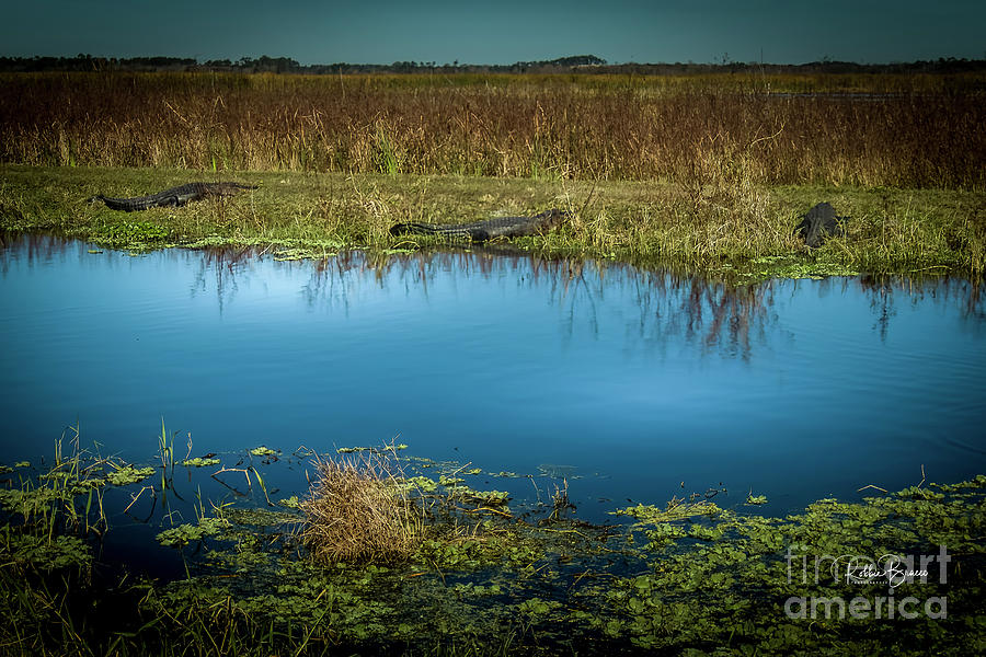 Waterways of Lake Apopka Wetlands Photograph by Philip And Robbie Bracco