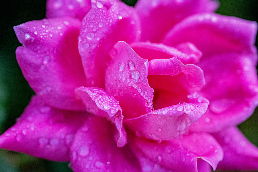 Watery Pink Rose Photograph by Sharon Gucker - Fine Art America