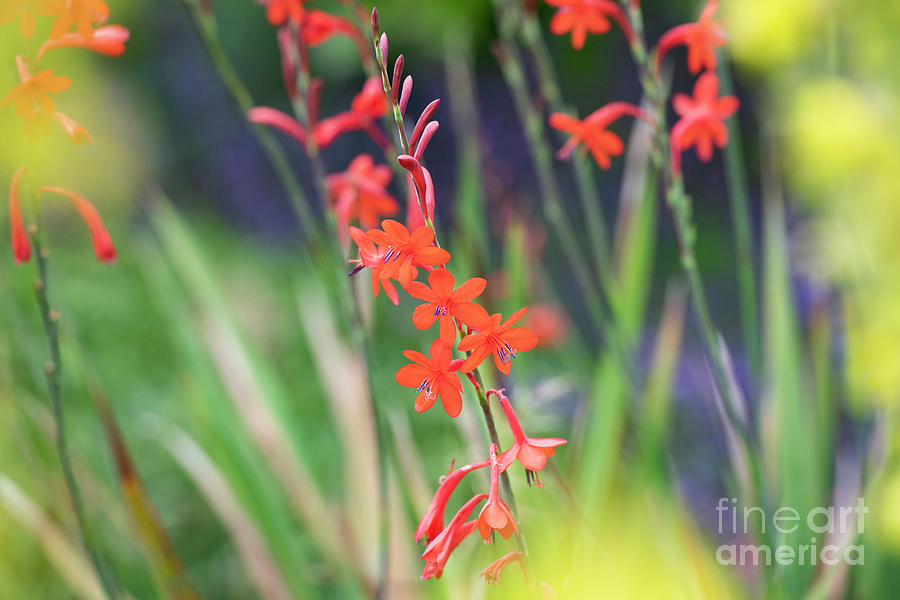 Watsonia Best Red Flower Photograph by Tim Gainey