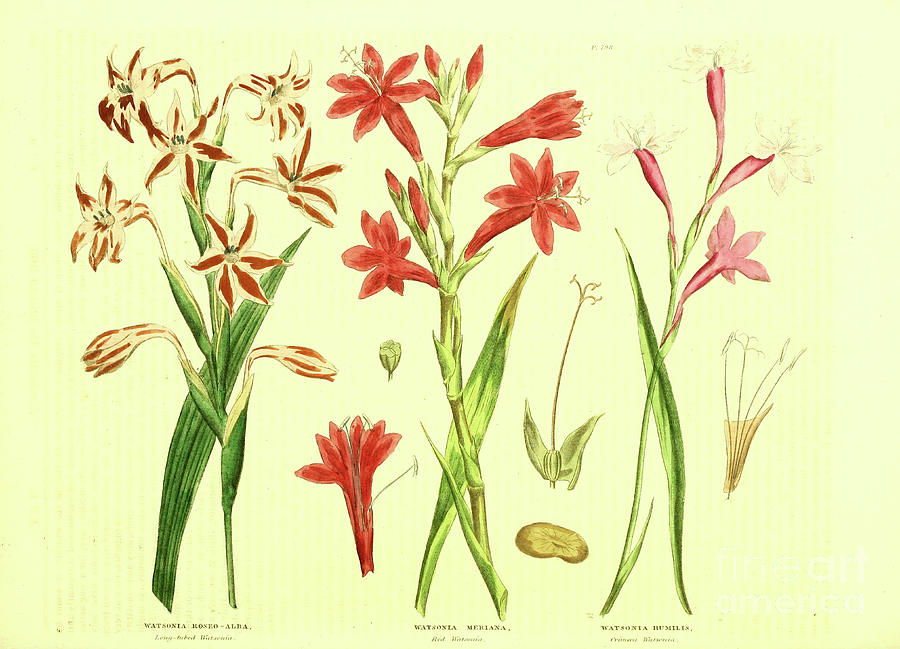 Watsonia Iris o5 Drawing by Botany