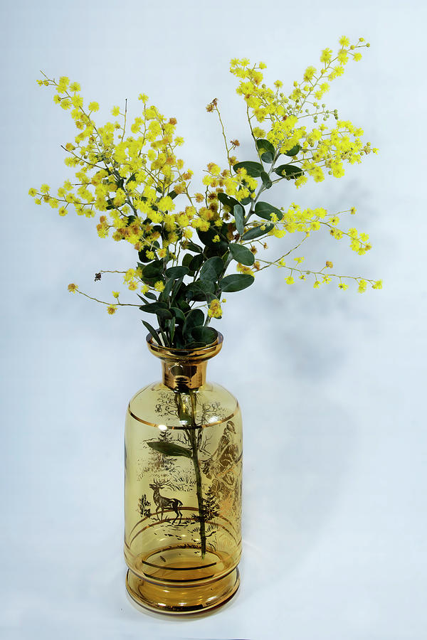 Wattle blossom in an amber glass vase on white. Photograph by Geoff Childs