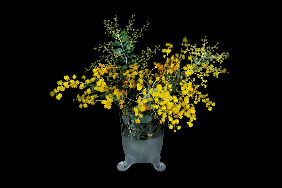 Wattle blossoms in a white and clear glass vase on black. Wattle Photograph by Geoff Childs