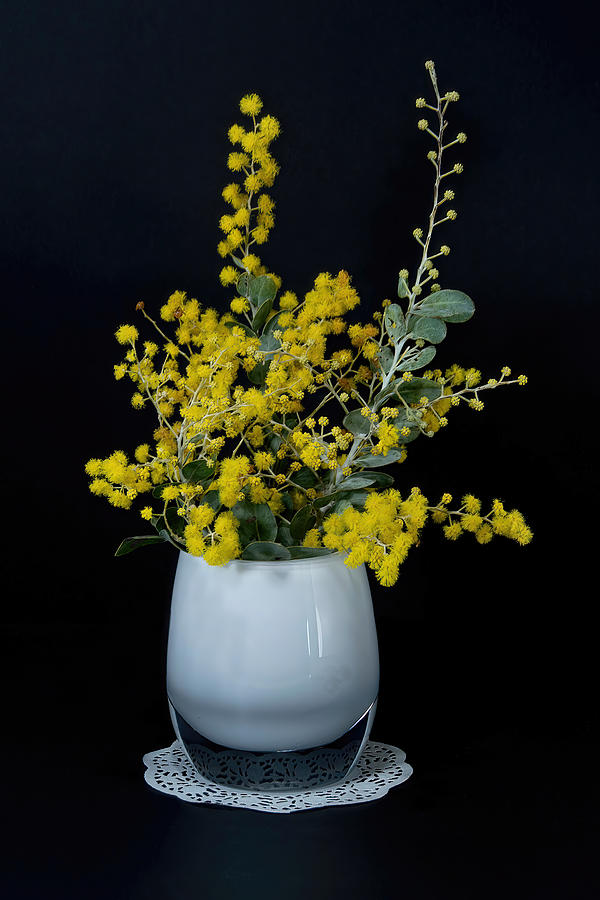 Wattle blossoms in a white glass vase on black. Wattle Day image Photograph by Geoff Childs