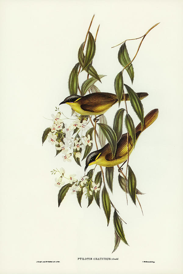 Wattle-cheeked Honey-eater, Ptilotis cratitius Drawing by John Gould ...