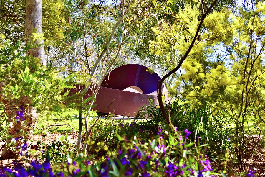 Wattle In The Sculpture Garden Canberra Photograph By Garth Kirwin ...