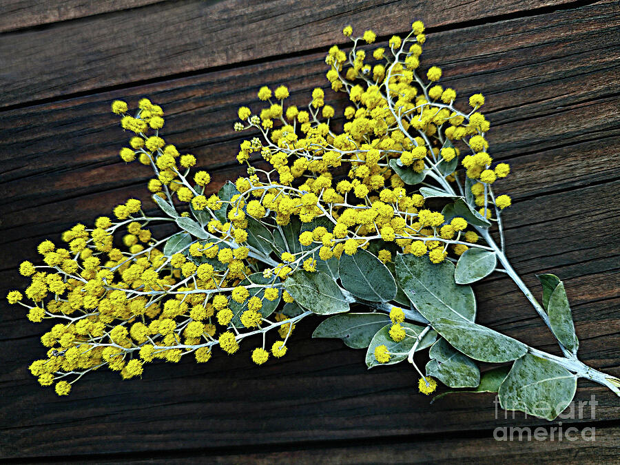 Wattle on Wood by Kaye Menner Photograph by Kaye Menner Wattle on Wood by Kaye Menner Photograph by Kaye Menner