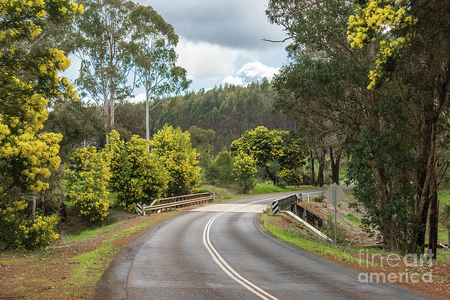 Wattle Time, Brockman Highway, Bridgetown, Western Australia Photograph by Elaine Teague