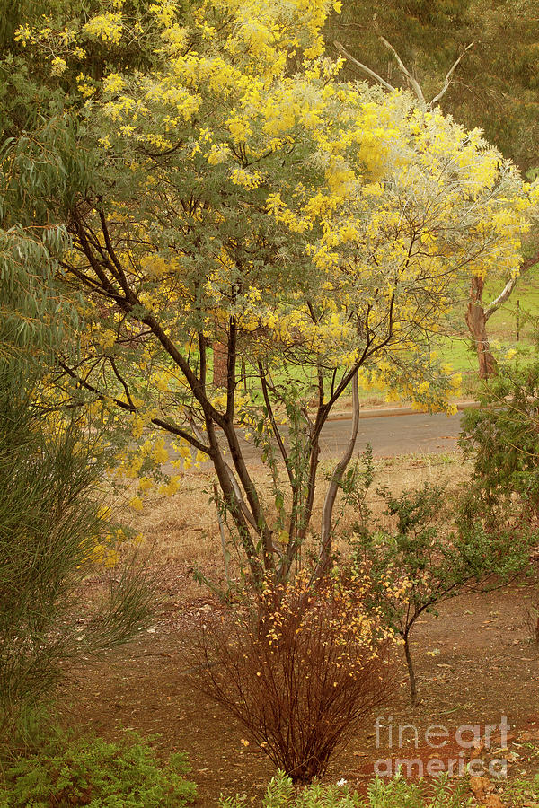 Wattle Tree Photograph by Elaine Teague