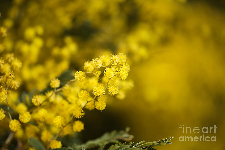 Wattle Tree Flowers Photograph by Joy Watson