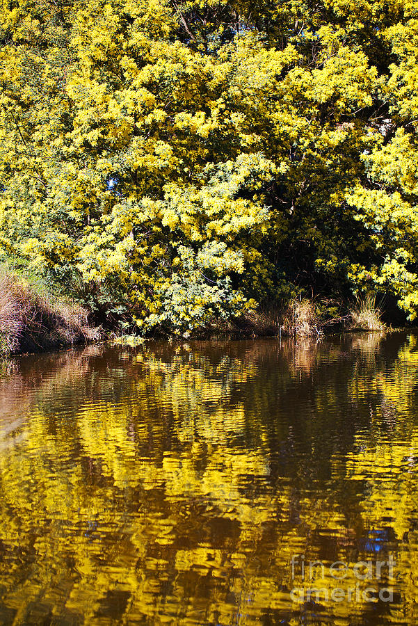 Wattle Tree Flowers Reflection Photograph by Joy Watson