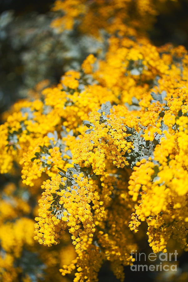 Wattle Tree Yellow Bloom  Photograph by Joy Watson