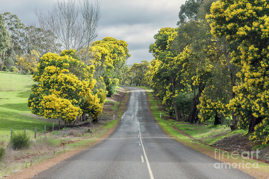 Wattle Trees, Bridgetown, Western Australia Photograph by Elaine Teague