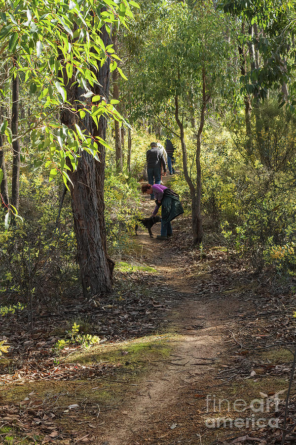 Wattle Walk, Greenbushes, Western Australia Photograph by Elaine Teague
