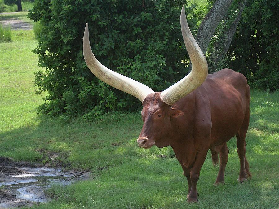 Watusi Bull Photograph by Christopher Mercer - Fine Art America