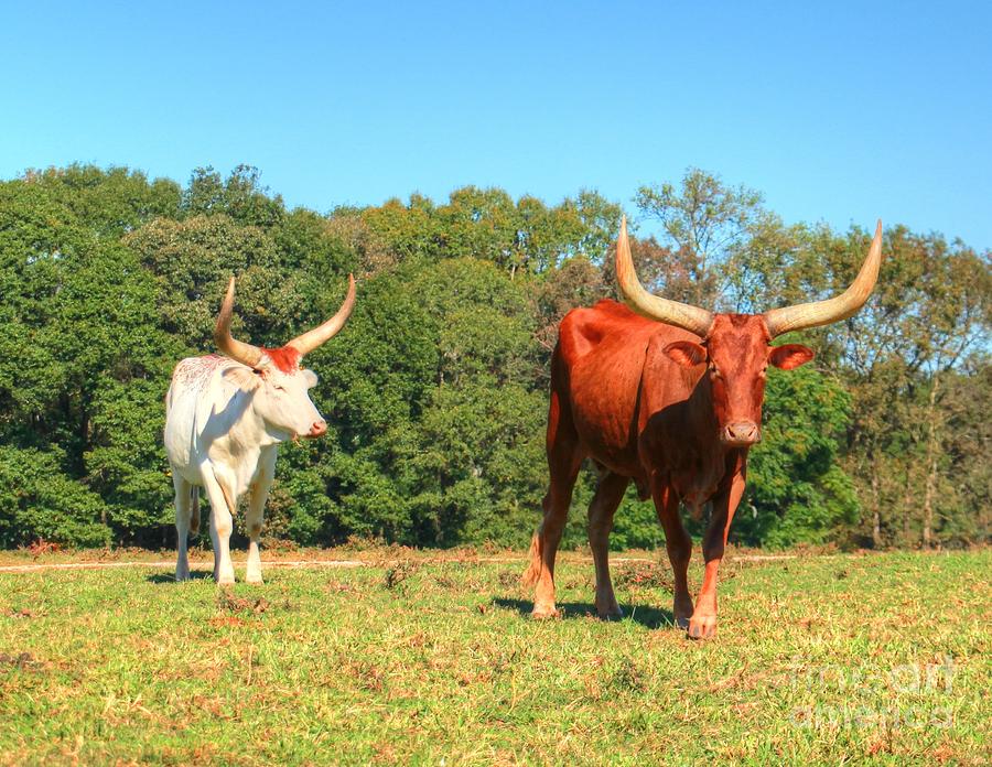 Watusi cows Countryside Photograph by Charlene Cox | Fine Art America