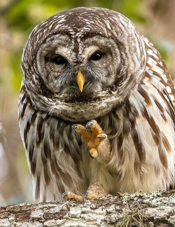 Owl Photograph - Wave by David Eppley