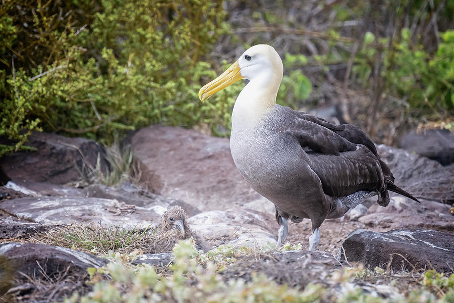 Waved Albatross Adult And Chick Galapagos Islands Photograph