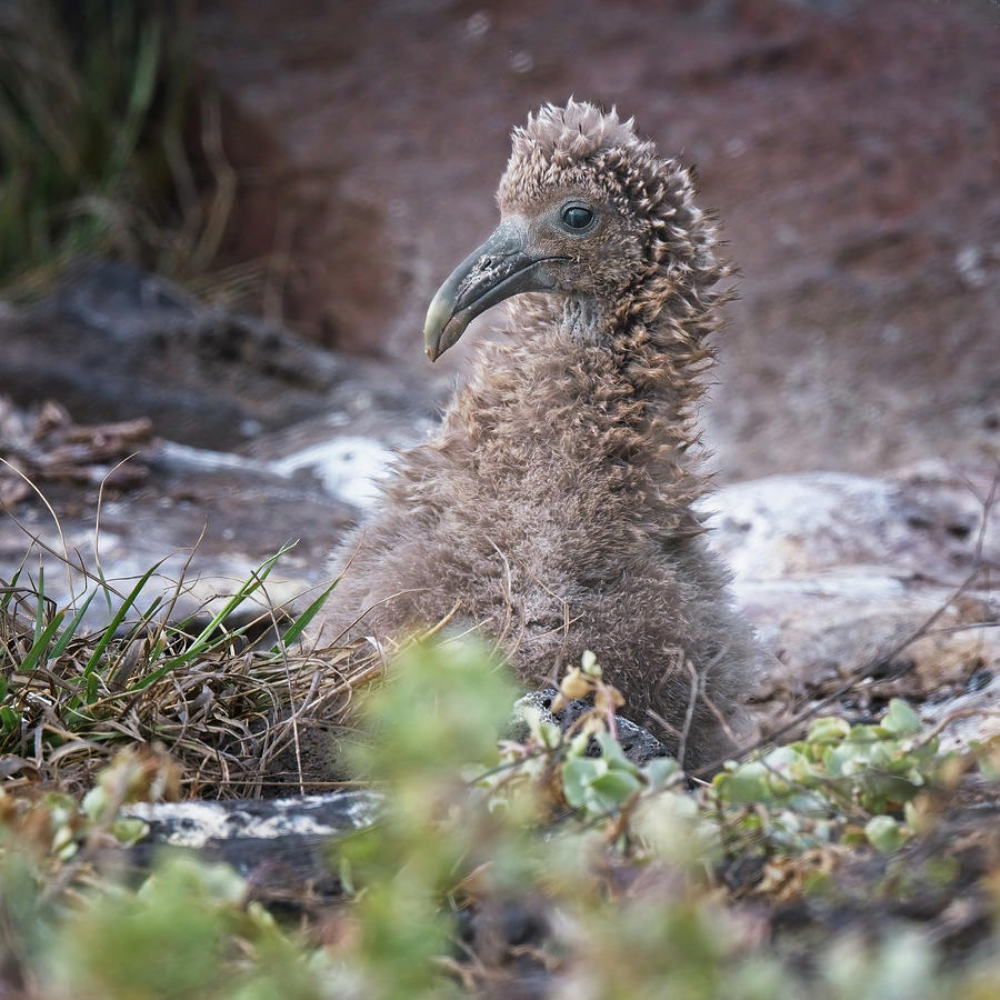Waved Albatross Chick Galapagos Islands Photograph by Joan Carroll