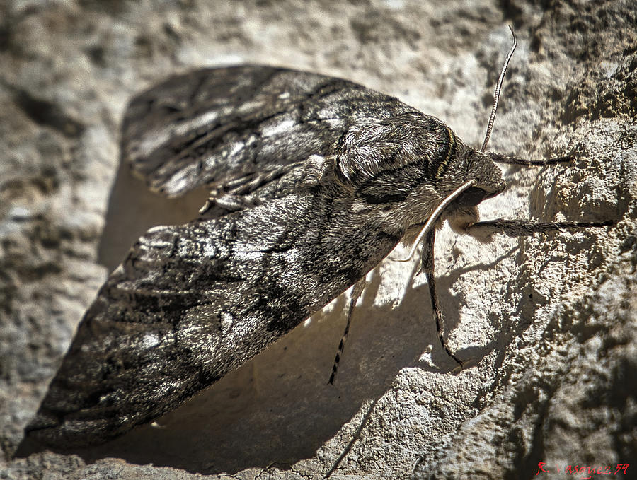 Waved Sphinx-Scorpion Moth Photograph by Rene Vasquez