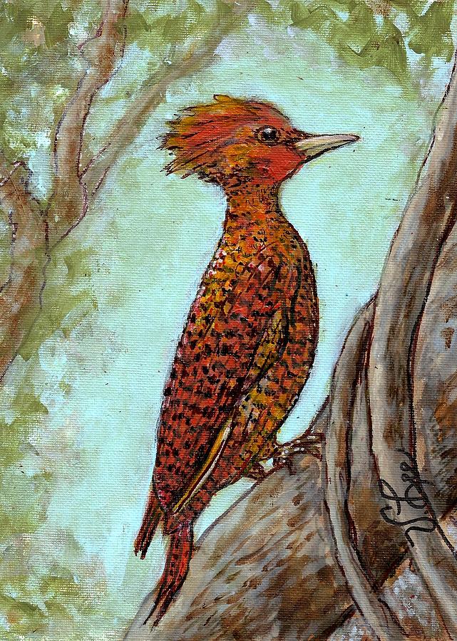 Waved Woodpecker---Brazil Painting by VLee Watson