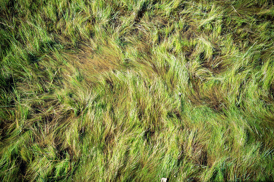 Waves in the Marsh Grass Photograph by Rose Guinther