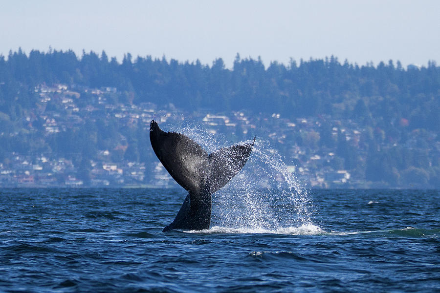 Waving Bye Bye Photograph by Janine Harles - Fine Art America