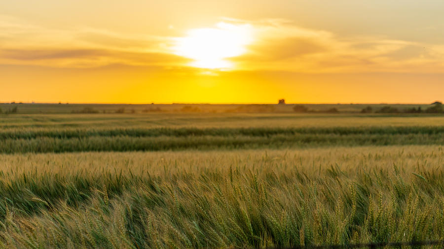 Waving Grains Photograph by Phillip McGee | Pixels