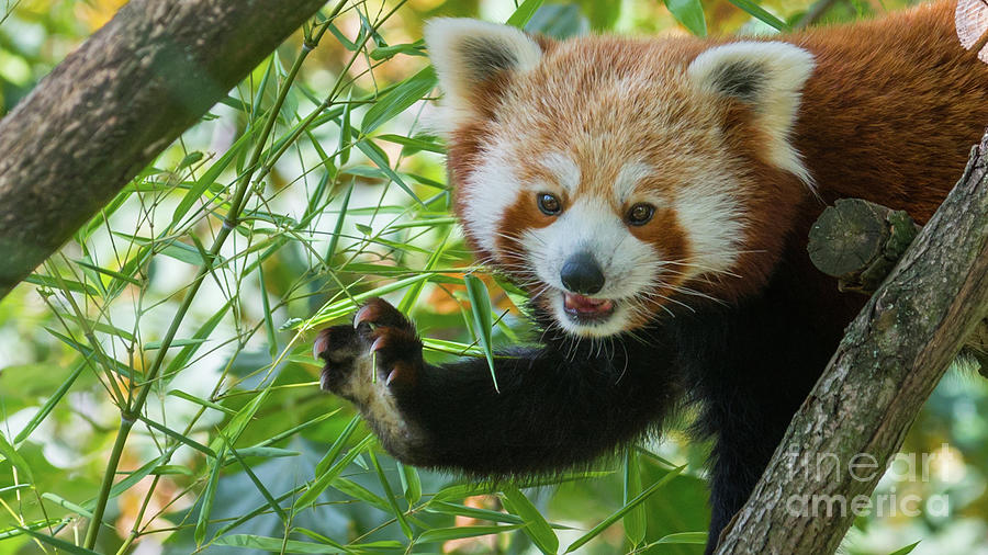 red pandas waving