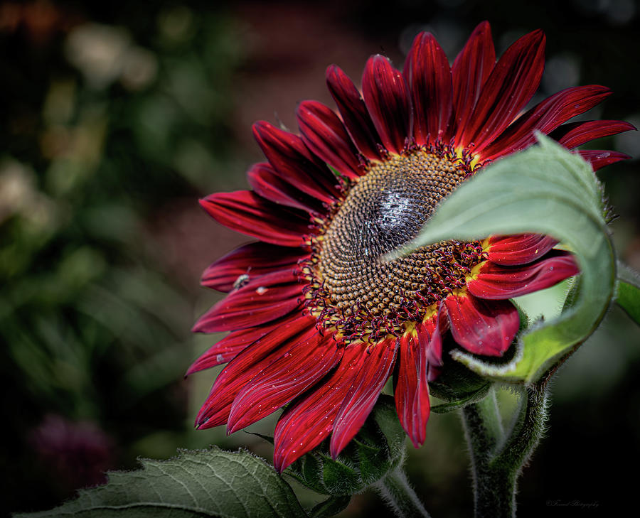 Waving Red Sunflower Photograph