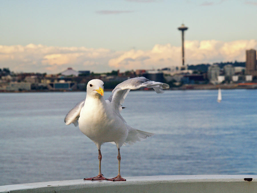 Waving Seagull Photograph